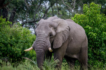 Obraz premium Big Elephant bull starring at the camera.