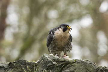 Peregrine Falcon