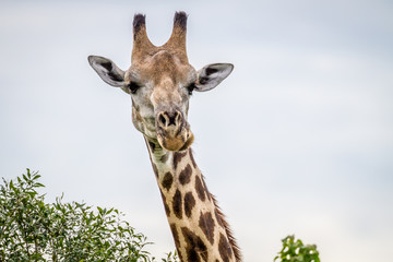 Close up of a Giraffe starring at the camera.