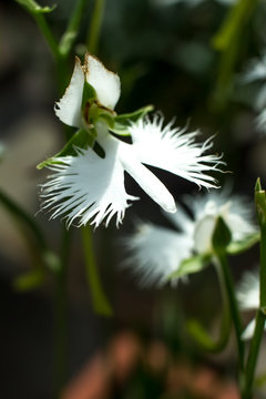 Pecteilis Radiata; Sagiso; White Egret Flower; White Little Oechid In Summer