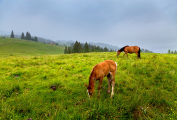Fototapeta na wymiar Horse and foal are eating green grass on the mountain pasture on the foggy day