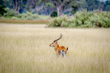 Male Lechwe standing alone in the long grass.