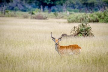 Male Lechwe standing alone in the long grass.