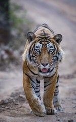 A young and dominant male tiger T57/Jumbo of Ranthambore Tiger Reserve