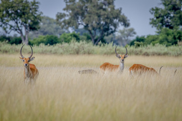 Fototapeta premium Group of Lechwes standing in the long grass.