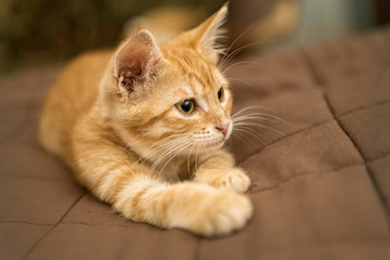 Small  kitten lie on the bed