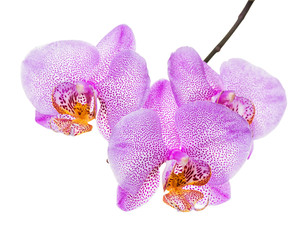 blooming twig of unusual spotted lilac orchid, phalaenopsis is isolated on white background, close up, make up