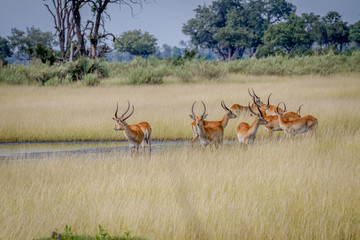 Group of Lechwes standing in the long grass.