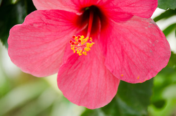 Beautiful Red Hibiscus flower and blurred background
