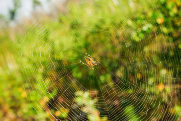 The web with orange spider in the center on a blurred green background.