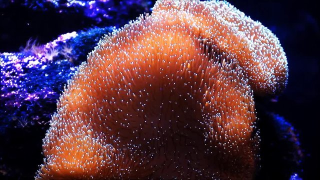 Leather coral Sarcophyton in a aquarium, Lederkoralle
