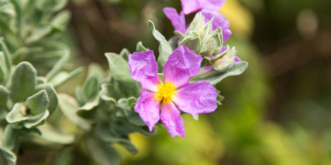 Fototapeta na wymiar flowers in close-up