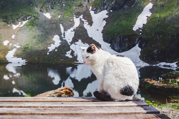 Cat sitting on the wooden planks near the Balea lake in Fagaras mountains with white spots of snow at Carpathians, Romania
