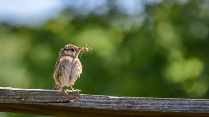 House Wren 01