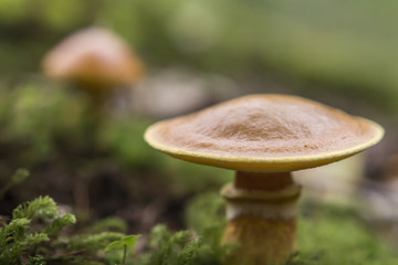 forest mushromms  Season Nature background   closeup