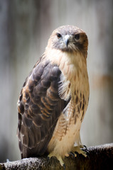Hawk2