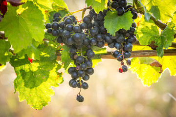Bunches of ripe grapes growing on grapevine at sunset. Ready for harvest.  - 169323075