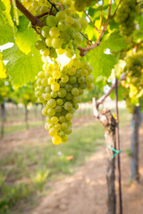 Fototapeta premium Bunches of ripe grapes growing on grapevine at sunset. Ready for harvest. 