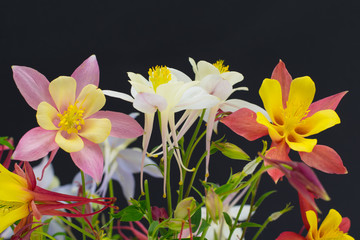 aquilegia multi colored flowers