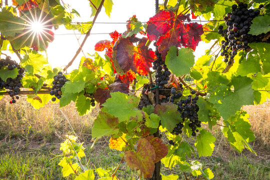 Bunches of ripe grapes growing on grapevine at sunset. Ready for harvest. 