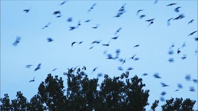 flock of crows  circling in the sky 
