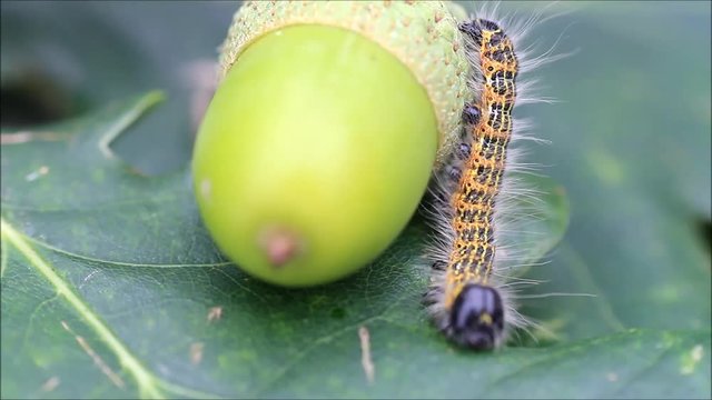 caterpillar on green acorn, Phalera bucephala


