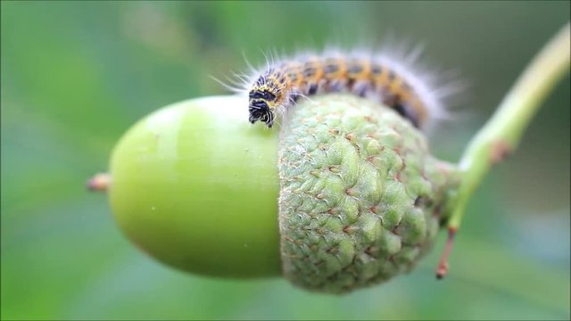 caterpillar on green acorn, Phalera bucephala
