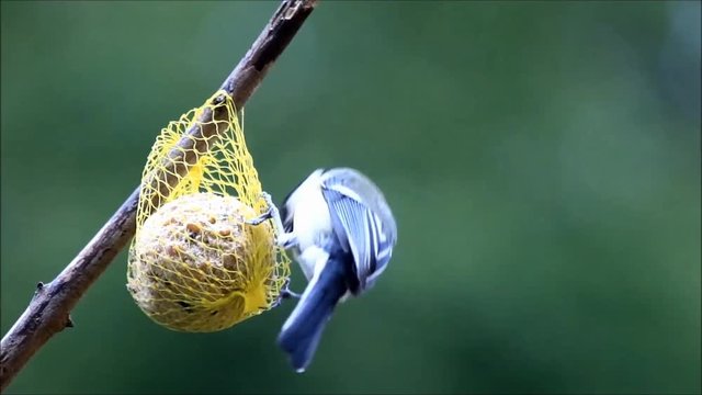Kohlmeise pickt Fettfutter, parus major
 
