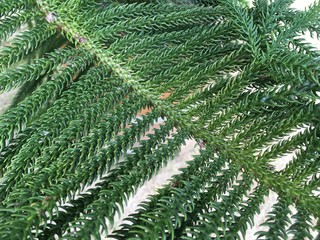 pflanzen blumen serie001