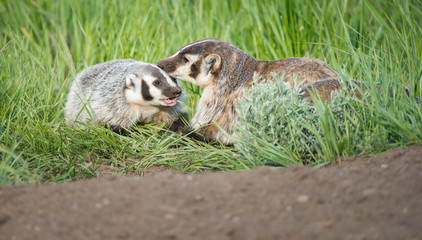 Naklejka premium Badger