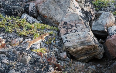 Short Tailed Weasel, Bylot Island