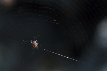 Araneus spider or garden spider on a web