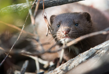 Mink in Hinton, Alberta