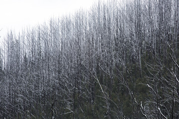 Snow on Trees and Roads in Mountains