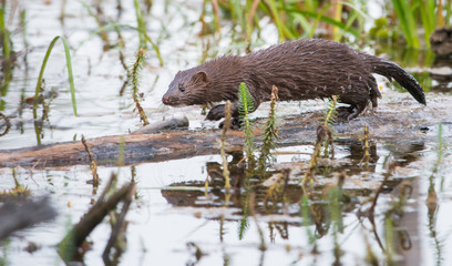 Mink in Hinton, Alberta