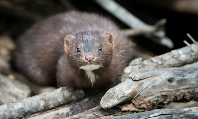 Mink in Hinton, Alberta