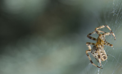 Araneus spider or garden spider on a web