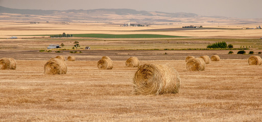 Rolled bales of hay on a farm in Idaho
