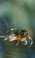 Araneus spider or garden spider on a web
