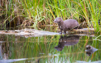 Mink in Hinton, Alberta