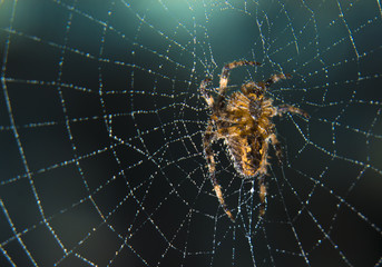 Araneus spider or garden spider on a web