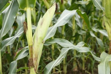 Obraz premium Maiskolben