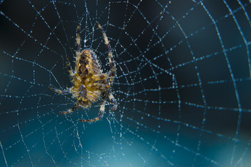 Araneus spider or garden spider on a web