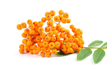 Rowan with green leaf isolated on white background