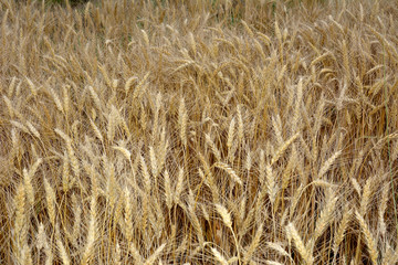 Field with the large ears of ripe wheat
