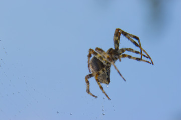 Araneus spider or garden spider on a web