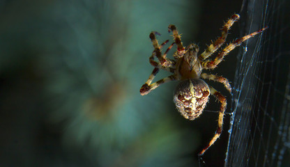 Araneus spider or garden spider on a web