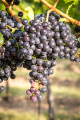 Bunches of ripe grapes growing on grapevine at sunset. Ready for harvest. 