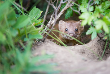 Long Tailed Weasel