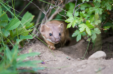 Long Tailed Weasel